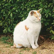 [太った猫]