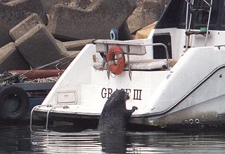 [Tama-chan in Arakawa River]