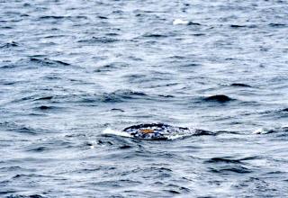 [A whale in Tokyo Bay]