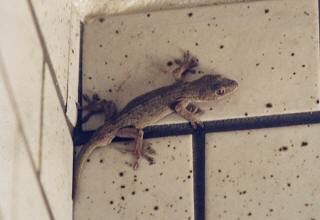 [Gecko]